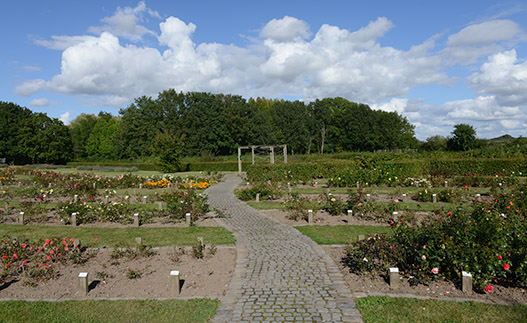 Rosenbede i Gerlevparken. Foto: Leif Bolding
